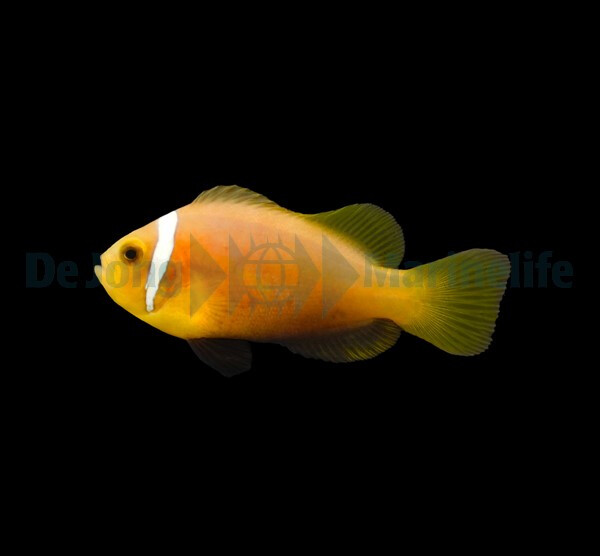 Amphiprion nigripes - Malediven-Anemonen box