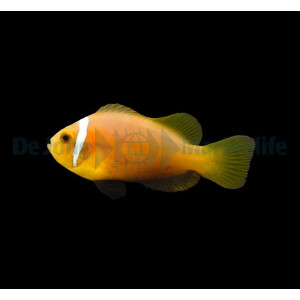 Amphiprion nigripes - Malediven-Anemonenfisch (NZ)