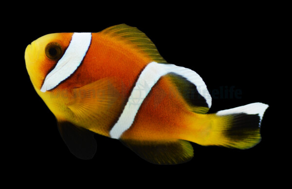 Amphiprion omanensis - Oman Anemonenfisch (NZ)