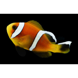 Amphiprion omanensis - Oman Anemonenfisch (NZ)