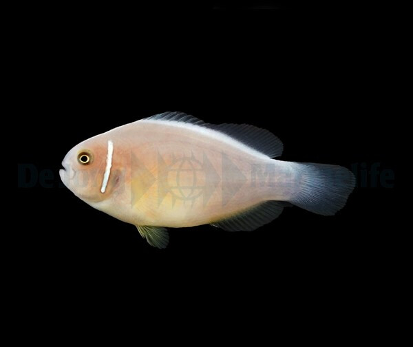 Amphiprion perideraion - Halsband-Anemon box