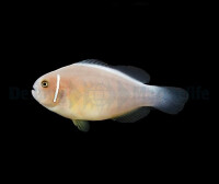 Amphiprion perideraion - Halsband-Anemonenfisch, Rosa Weißrückenanemonenfisch