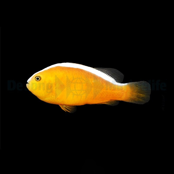 Amphiprion sandaracinos - Orangefarbener box