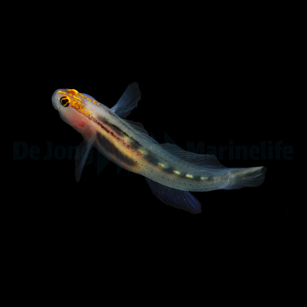 Elacatinus puncticulatus - Rotkopfgrunde box