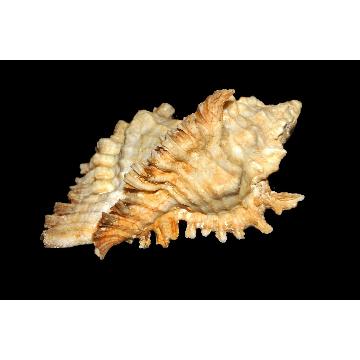 Chicoreus florifer - Florida Stachelschn box