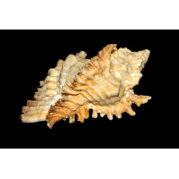 Chicoreus florifer - Florida Stachelschnecke