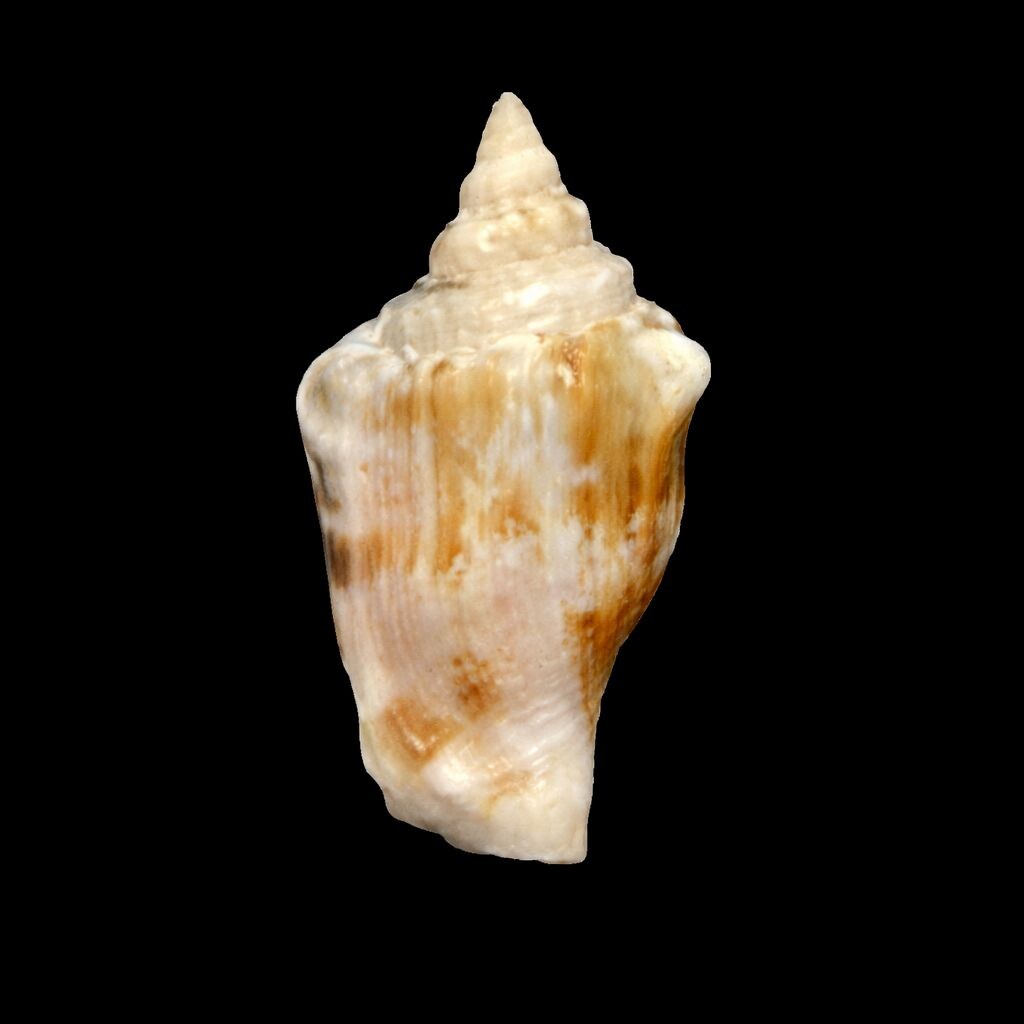 Canarium mutabile - Veränderliche F box