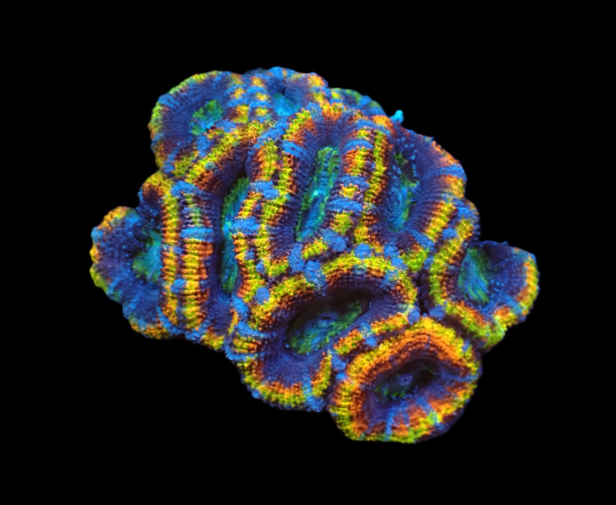 Acanthastrea lordhowensis (Rainbow)