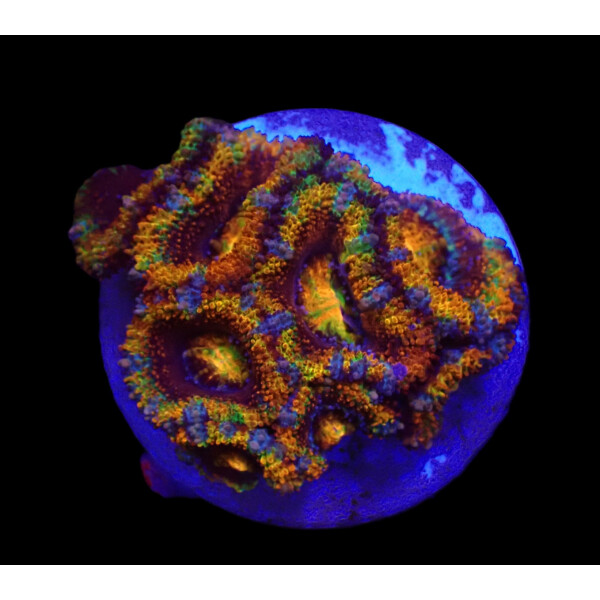 Acanthastrea lordhowensis (Rainbow)