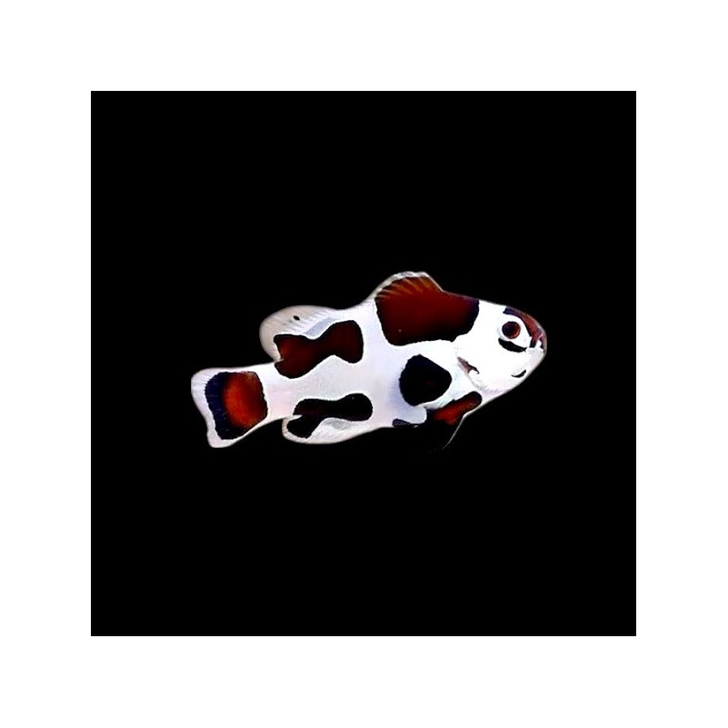 Amphiprion Ocellaris -  Mocha Storm (NZ) box