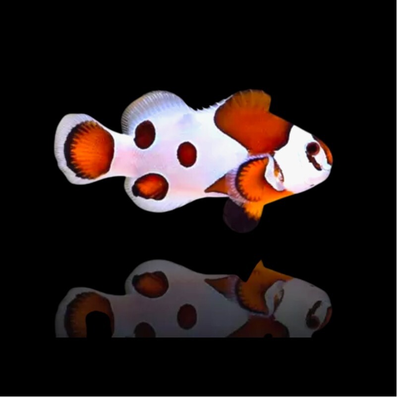Amphiprion Ocellaris - Super Storm  (NZ) box