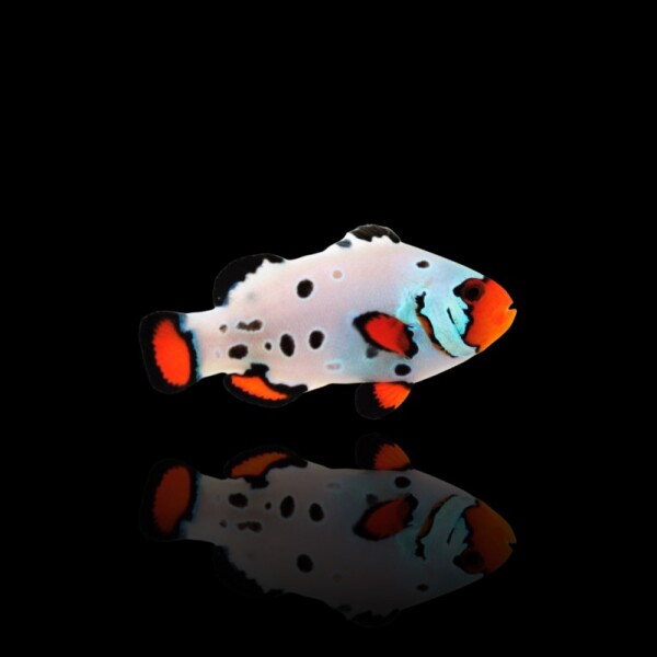 Amphiprion Ocellaris - Frostbite  (NZ)