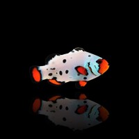 Amphiprion Ocellaris - Frostbite  (NZ)