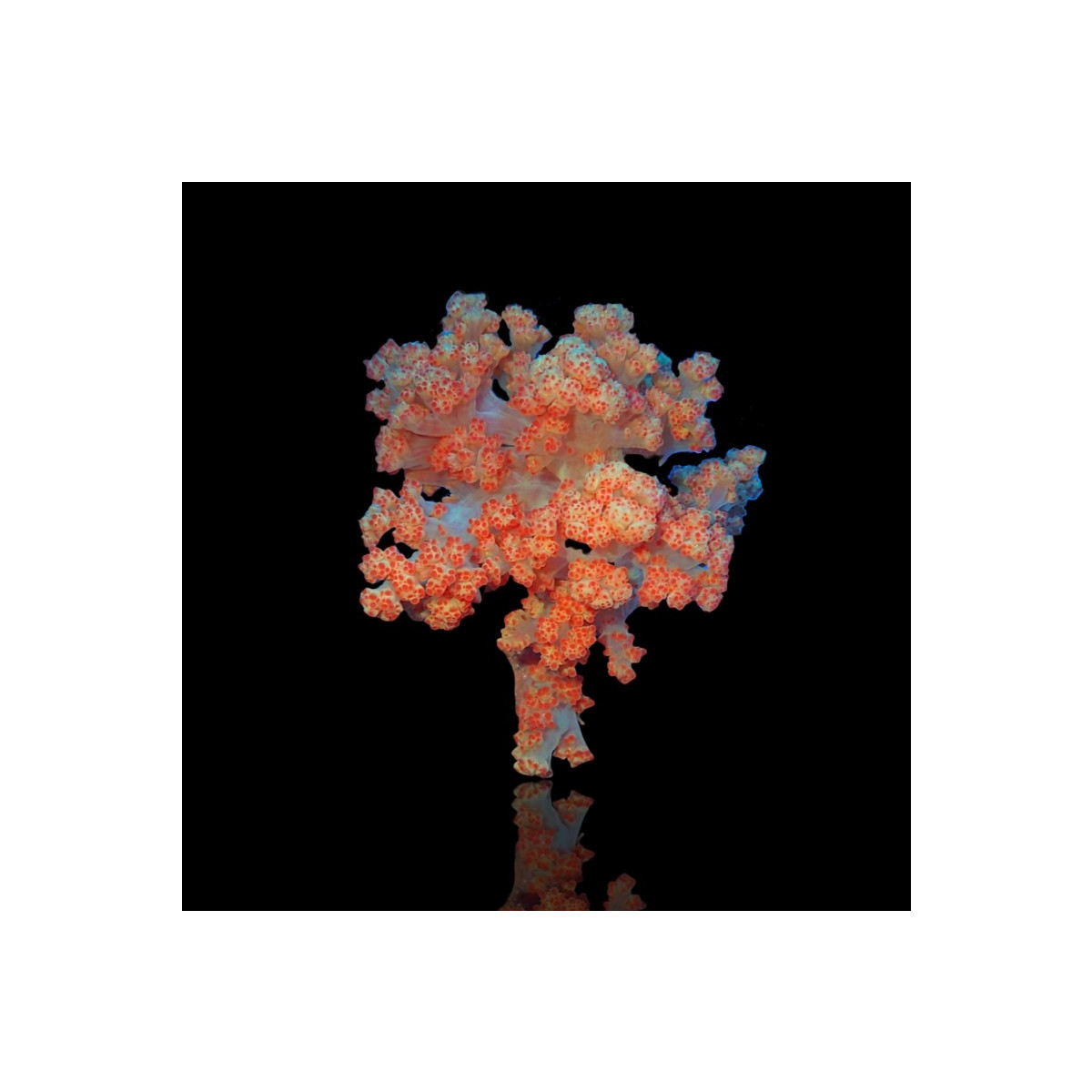 Dendronephthya Orange - Cauliflower Soft Coral