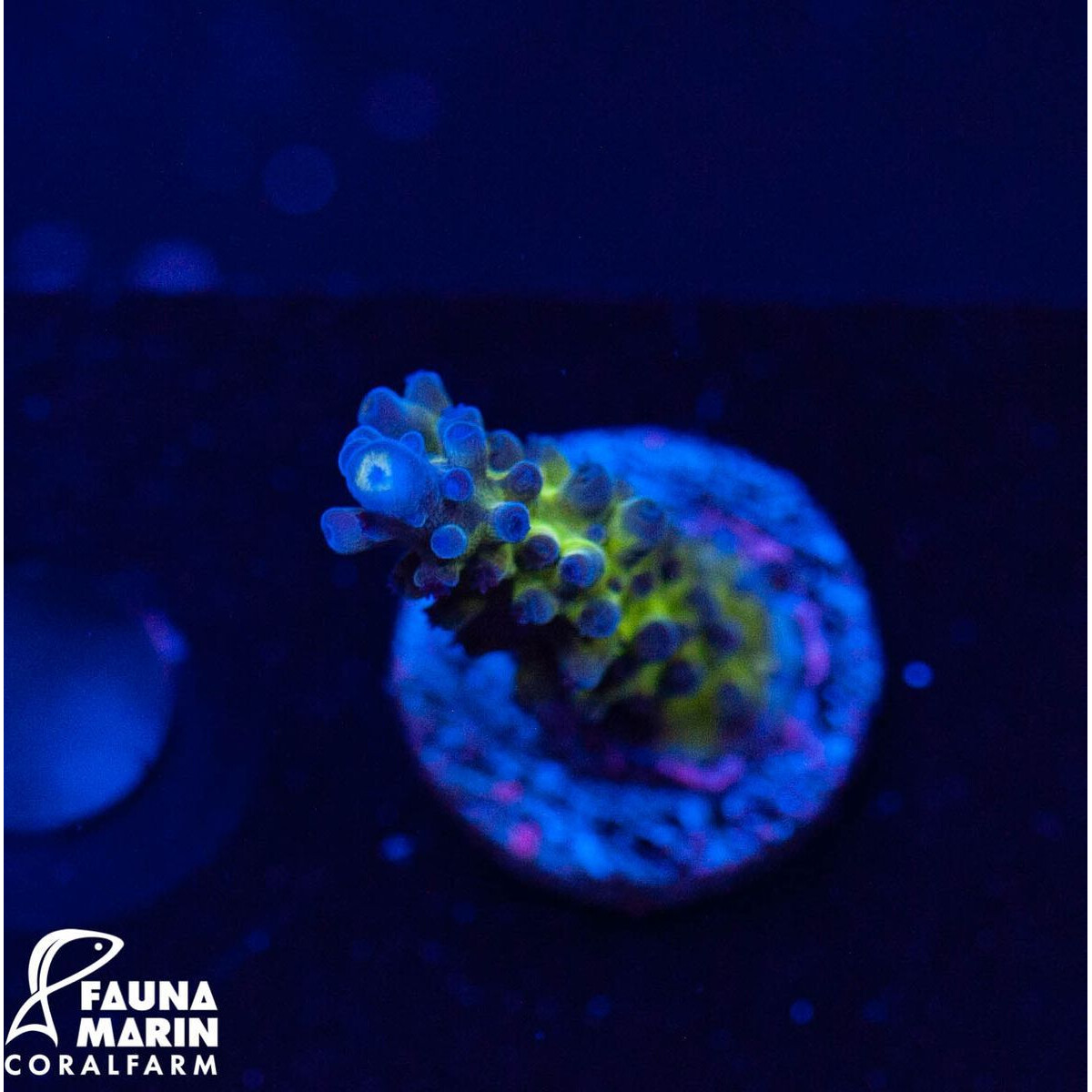 Acropora austera - Electric Miyagi