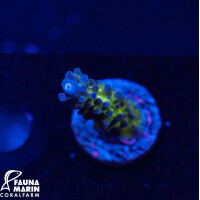 Acropora austera - Electric Miyagi