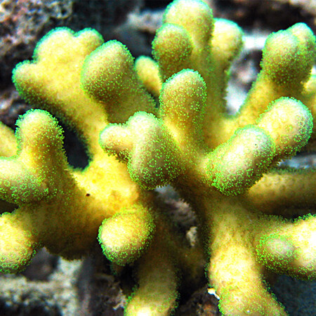 Stylophora pistillata - Gelb S
