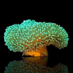 Sarcophyton Ehrenbergi Green Gr.M