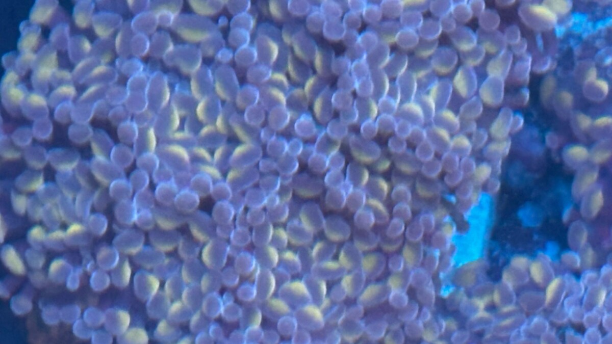 Euphyllia baliensis "Mystic" - box
