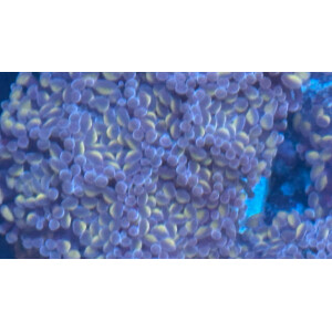 Euphyllia baliensis "Mystic" - Sonderaktion -...