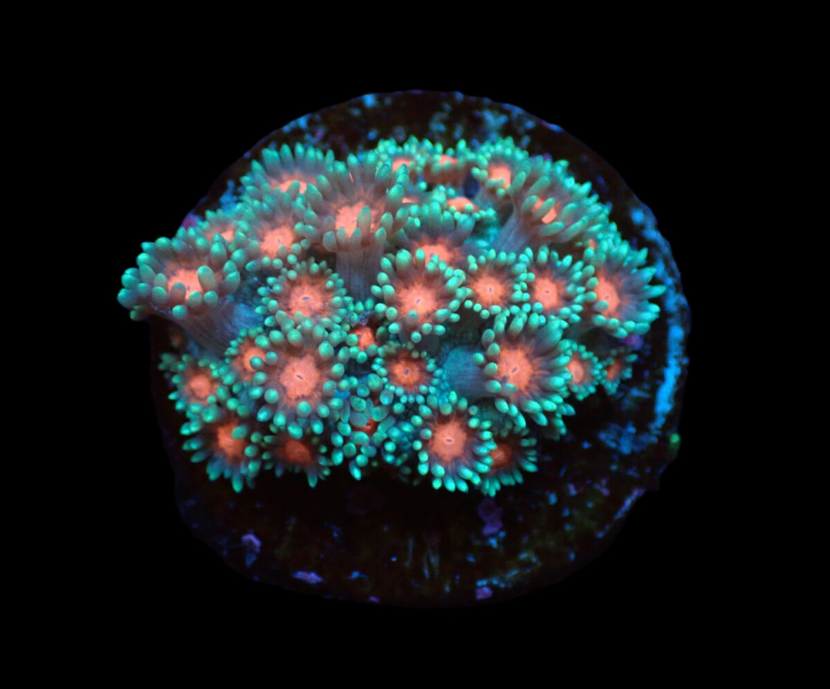 Goniopora spp. (Green-Red Center) (frag)