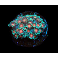 Goniopora spp. (Green-Red Center) (frag)