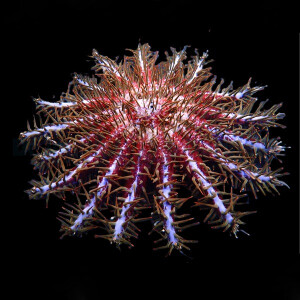 Acanthaster planci (Colored)