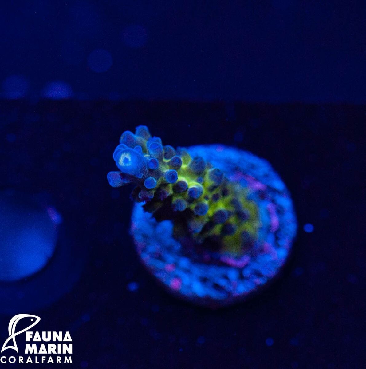 Acropora tortuosa - "Cali tort&quot box