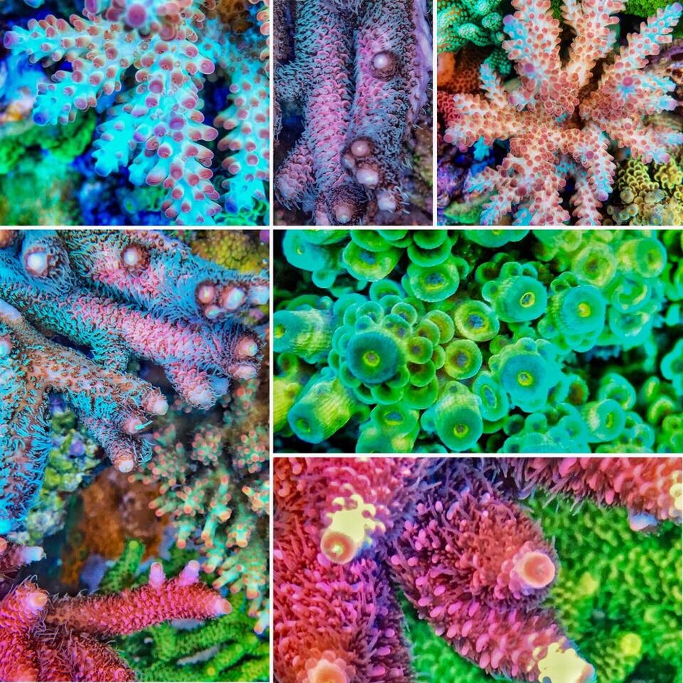 ReefKing SPS Frag Mix Box ( 10 Ableger )
