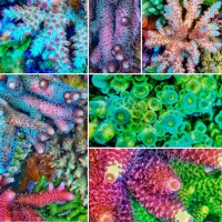 ReefKing SPS Frag Mix Box ( 10 Ableger )
