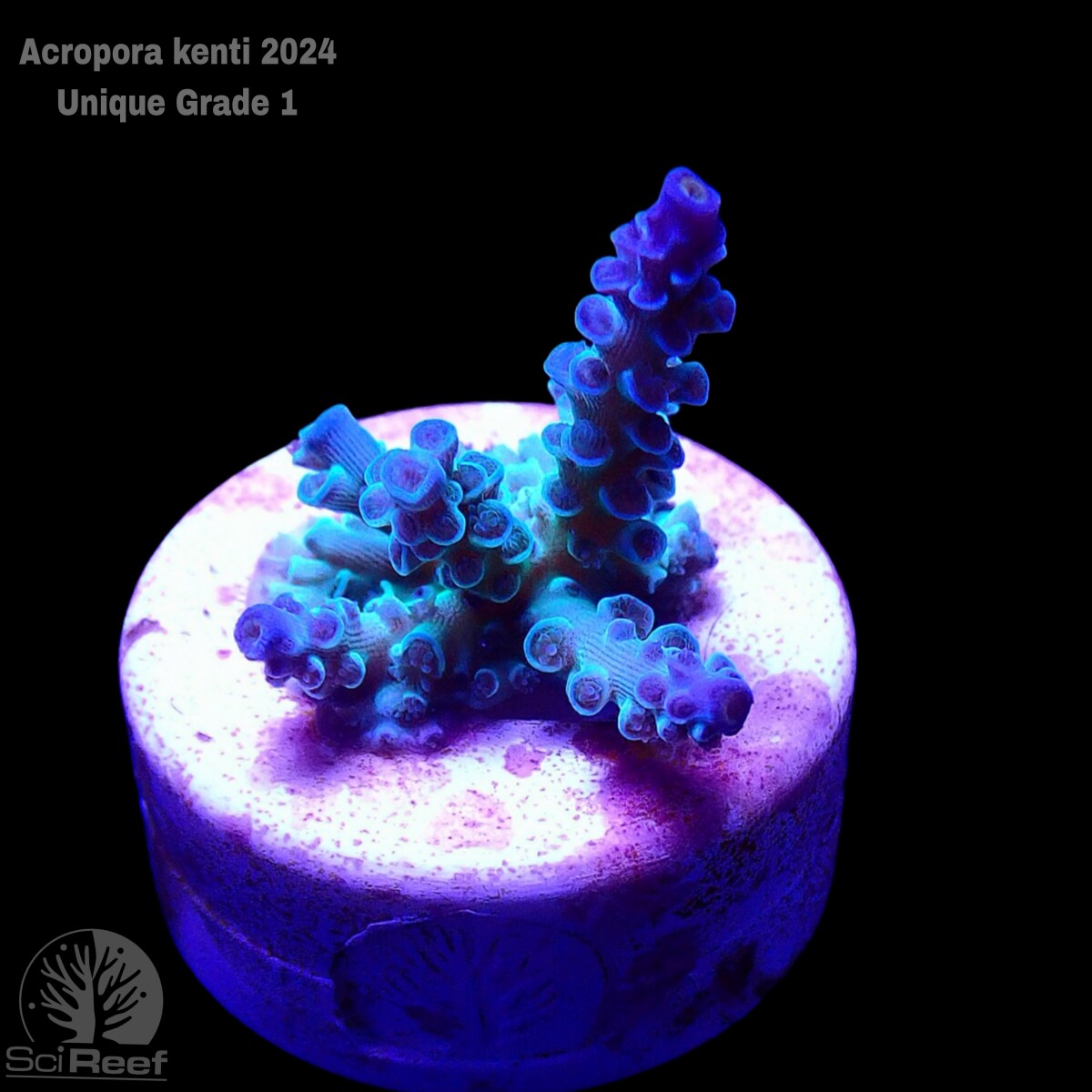 SciReef Unique A. kenti Grade1