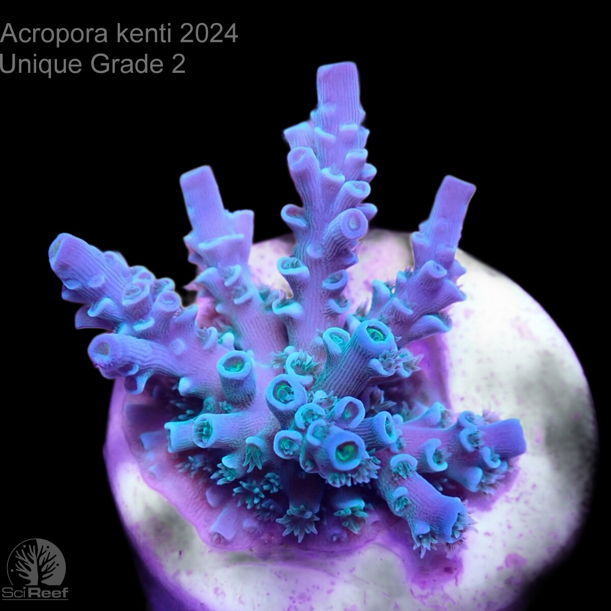SciReef Unique A. kenti Grade2