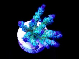 SciReef Unique A. kenti Grade3