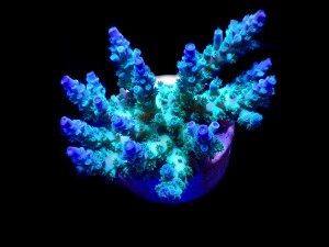 SciReef Unique A. kenti Grade3