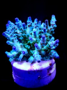 SciReef Unique A. kenti Grade3