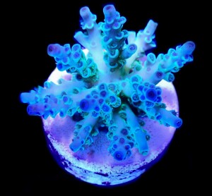 SciReef Unique A. kenti Grade3