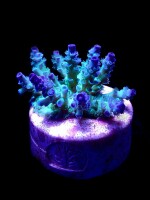 SciReef Unique A. kenti Grade3