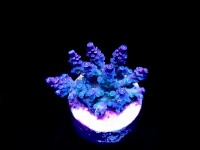 SciReef Unique A. kenti Grade3