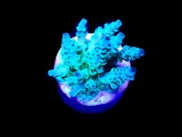 SciReef Unique A. kenti Grade3