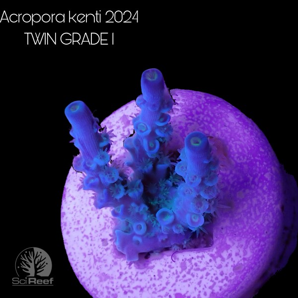SciReef TWIN A. kenti Grade1