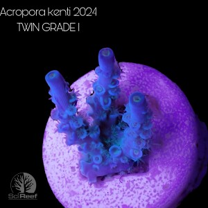 SciReef TWIN A. kenti Grade1
