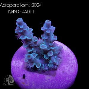 SciReef TWIN A. kenti Grade1