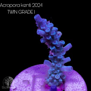 SciReef TWIN A. kenti Grade1