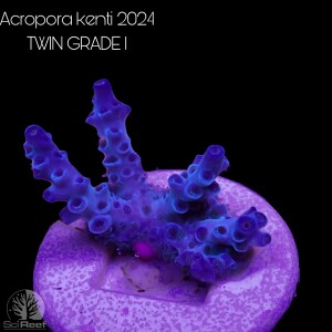 SciReef TWIN A. kenti Grade1