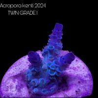 SciReef TWIN A. kenti Grade1