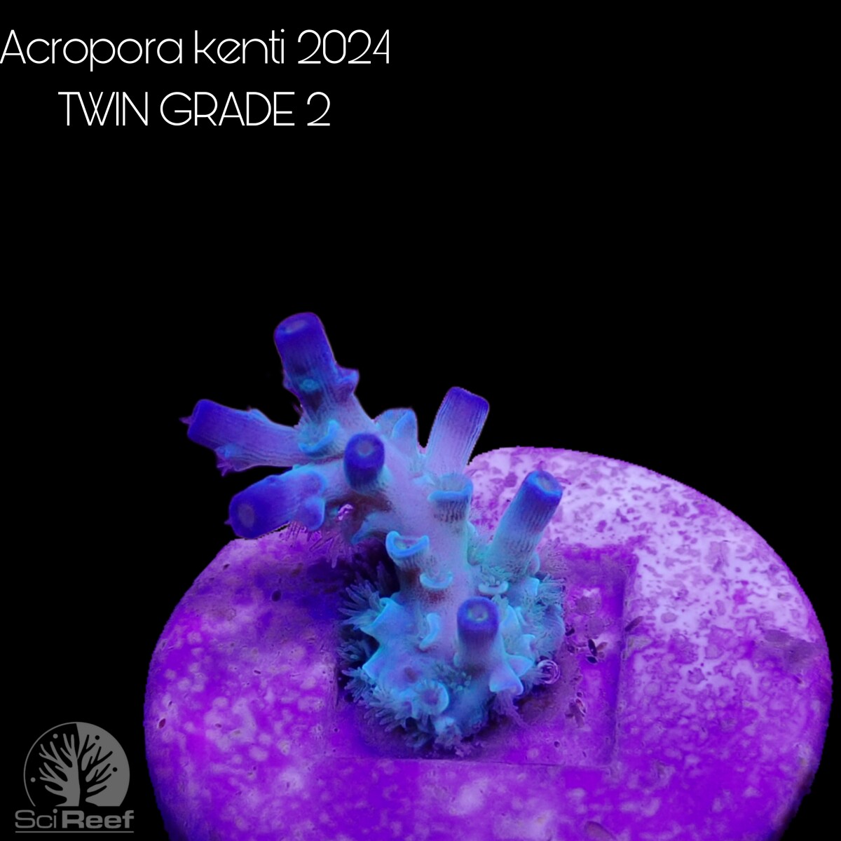 SciReef TWIN A. kenti Grade2