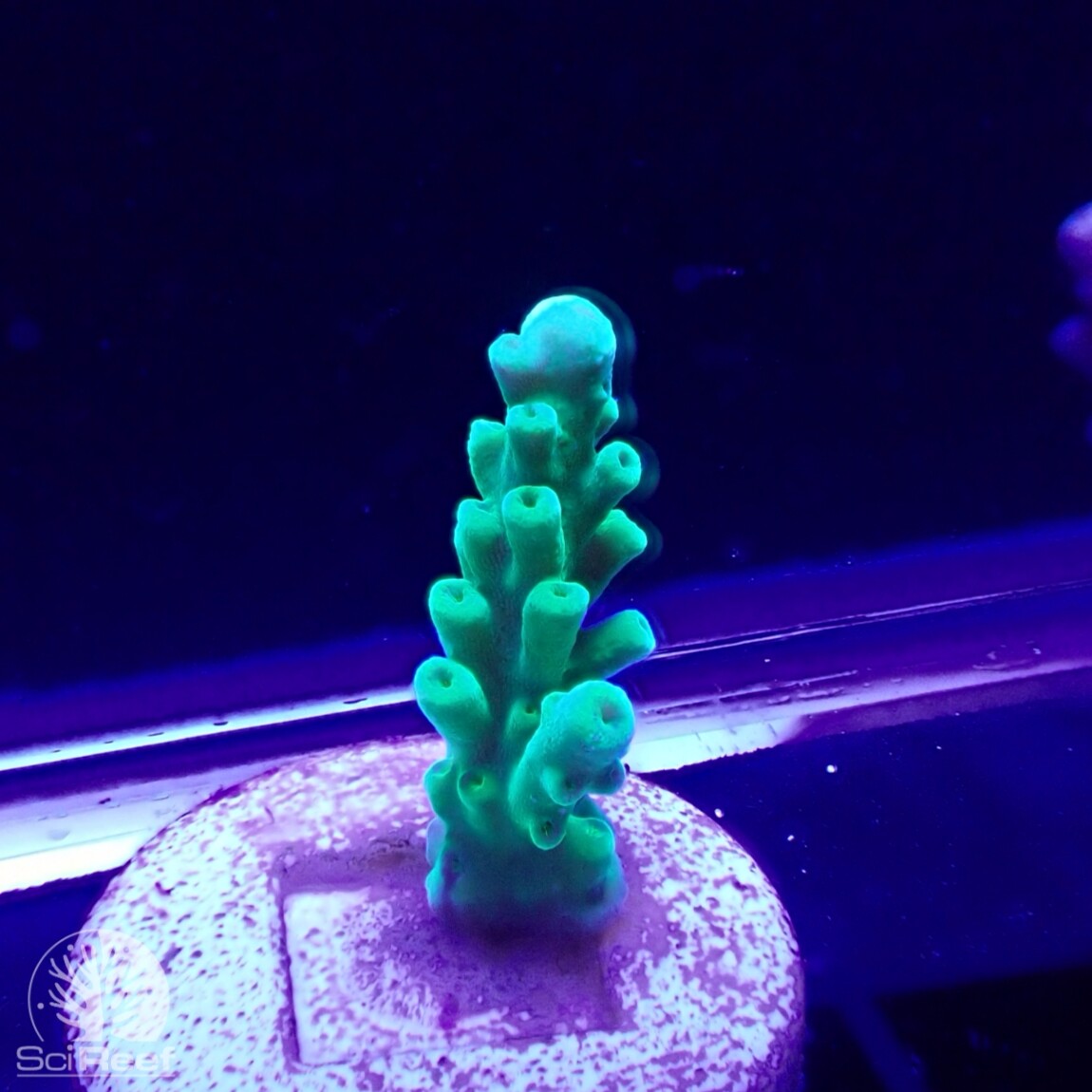 SciReef TWIN A. austera Grade1
