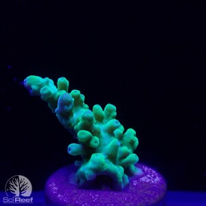 SciReef TWIN A. austera Grade1