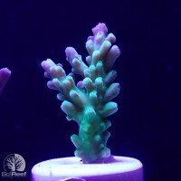 SciReef TWIN A. austera Grade1
