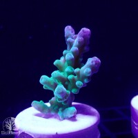SciReef TWIN A. austera Grade1